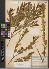 Foto von Salix triandra subsp. amygdalina (L.) Schübl. & G. Martens